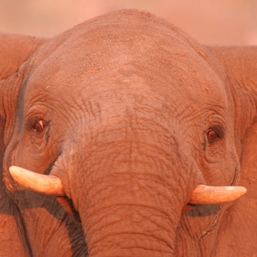 Elephant Love Tank-Top - Black - Animal Social Company