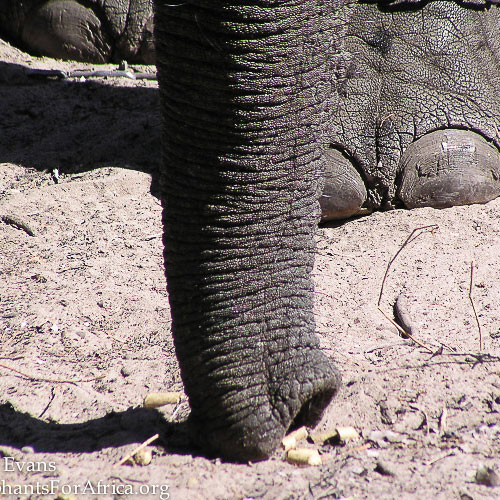 Elephant, African - Trunk - Fascinating Africa