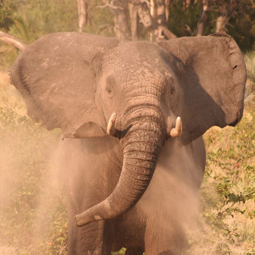 13 Fascinating Facts About Elephants