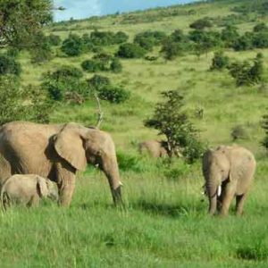 african elephant habitat