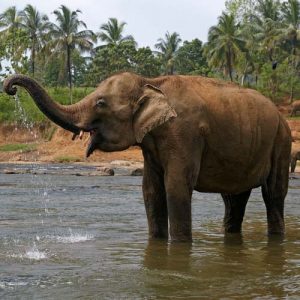 Indian elephant facts