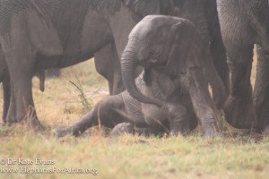 baby Elephant In Rain